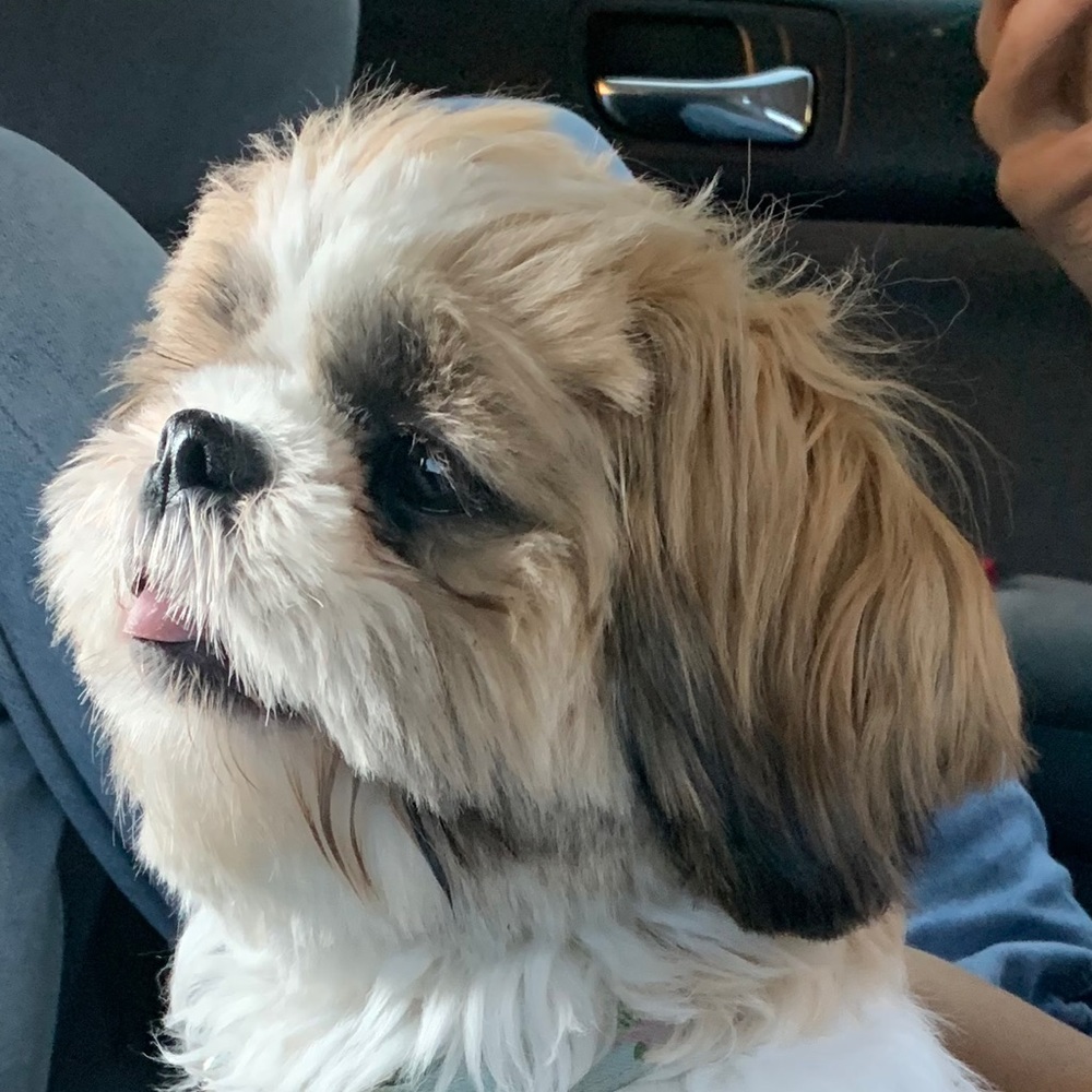 Meet your Posher, Monica